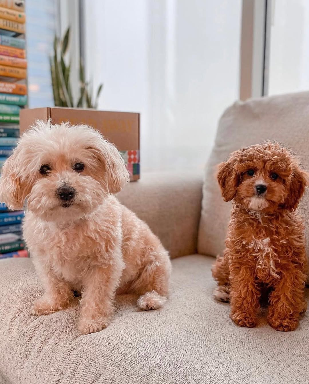 Book Club